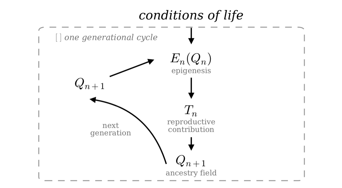 Figure 1: the generational cycle of the ancestry field